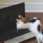 cat looking at computer screen