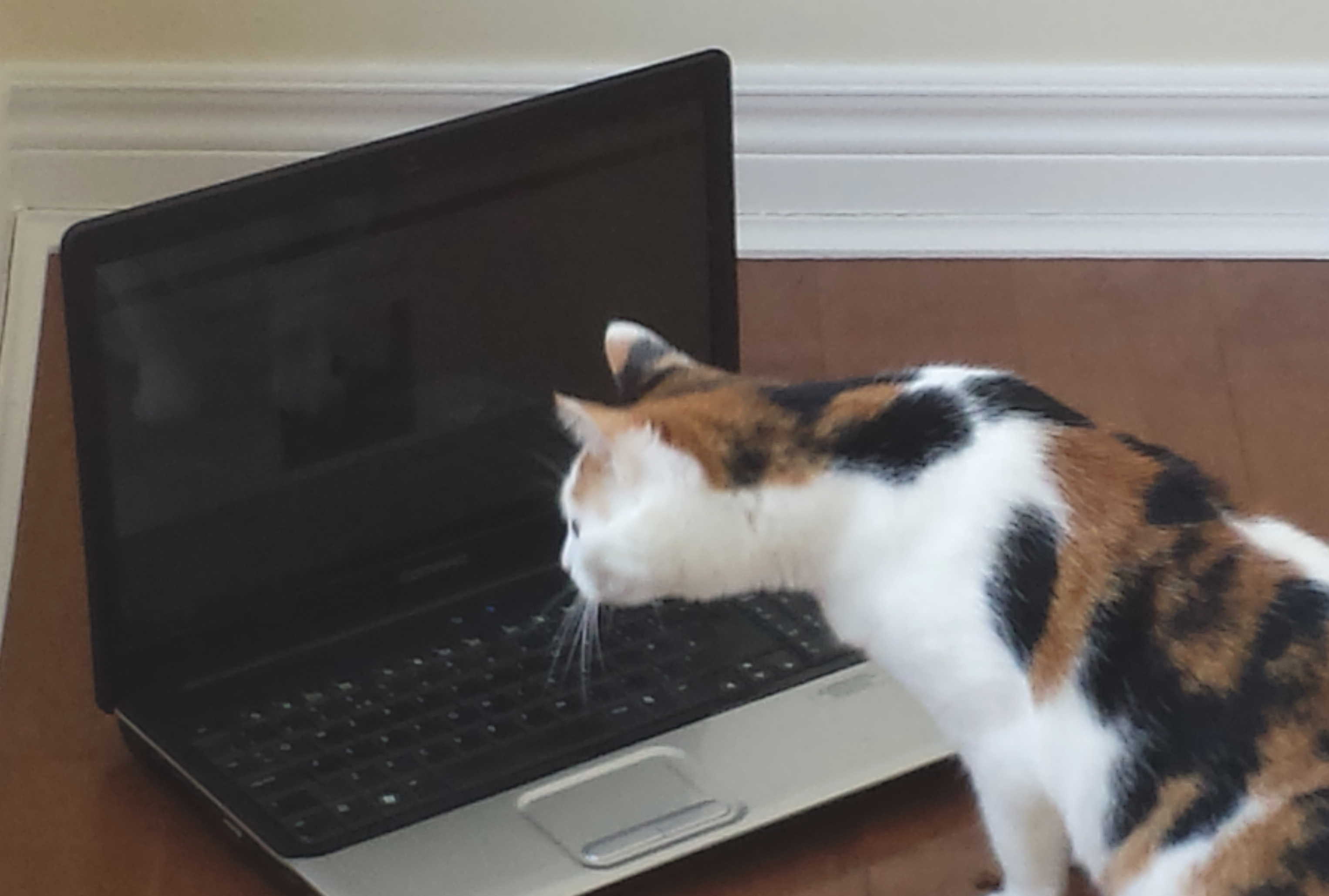cat looking at computer screen